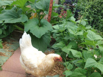 A Chicken In Every Garden Image